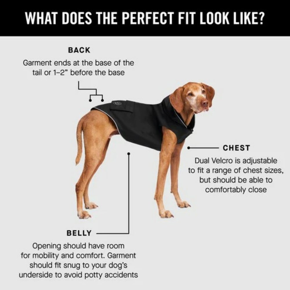 Black Dog Harness with Comfortable Fit